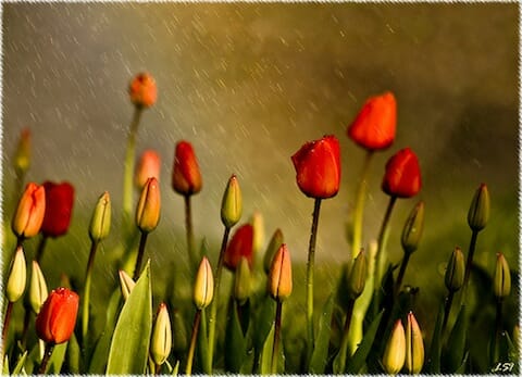 medium_3438313283 Using Photo Pin