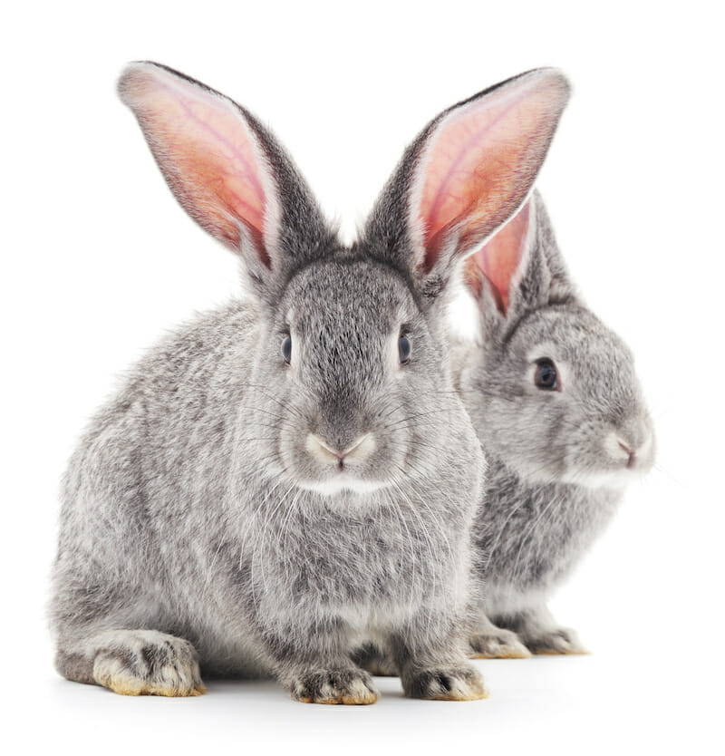Grey baby rabbits on a white background.